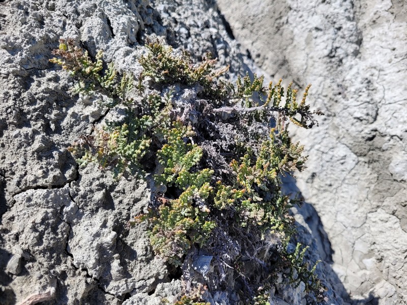 Senecio hauwai photo 6