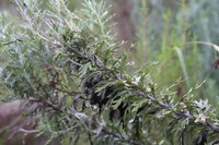 Senecio haygarthii