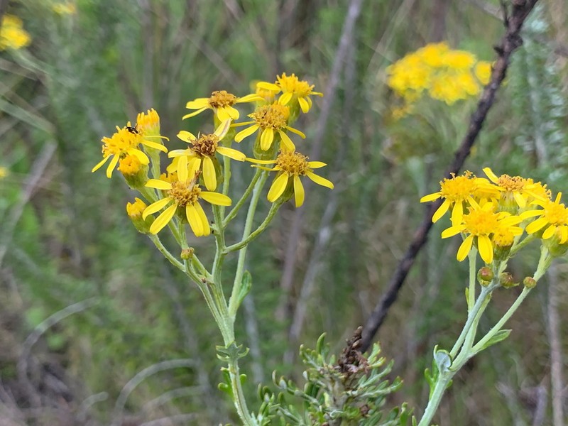 Senecio haygarthii photo 2