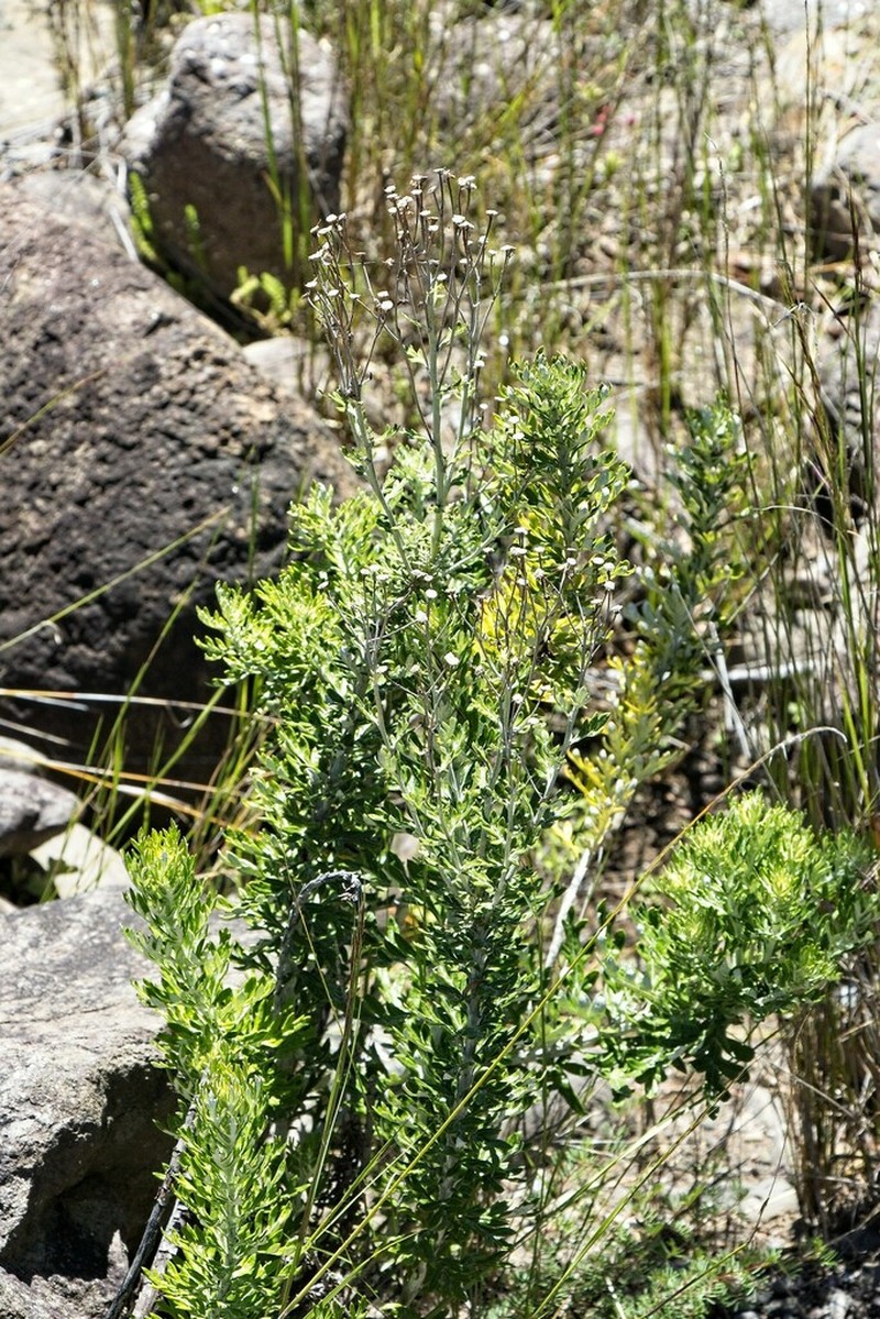 Senecio haygarthii photo 4
