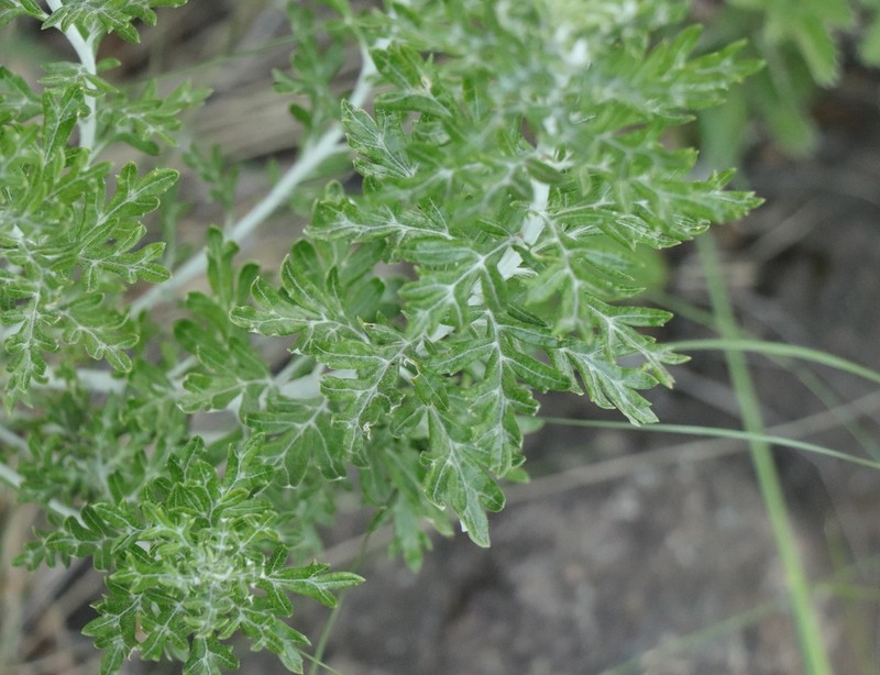 Senecio haygarthii photo 7