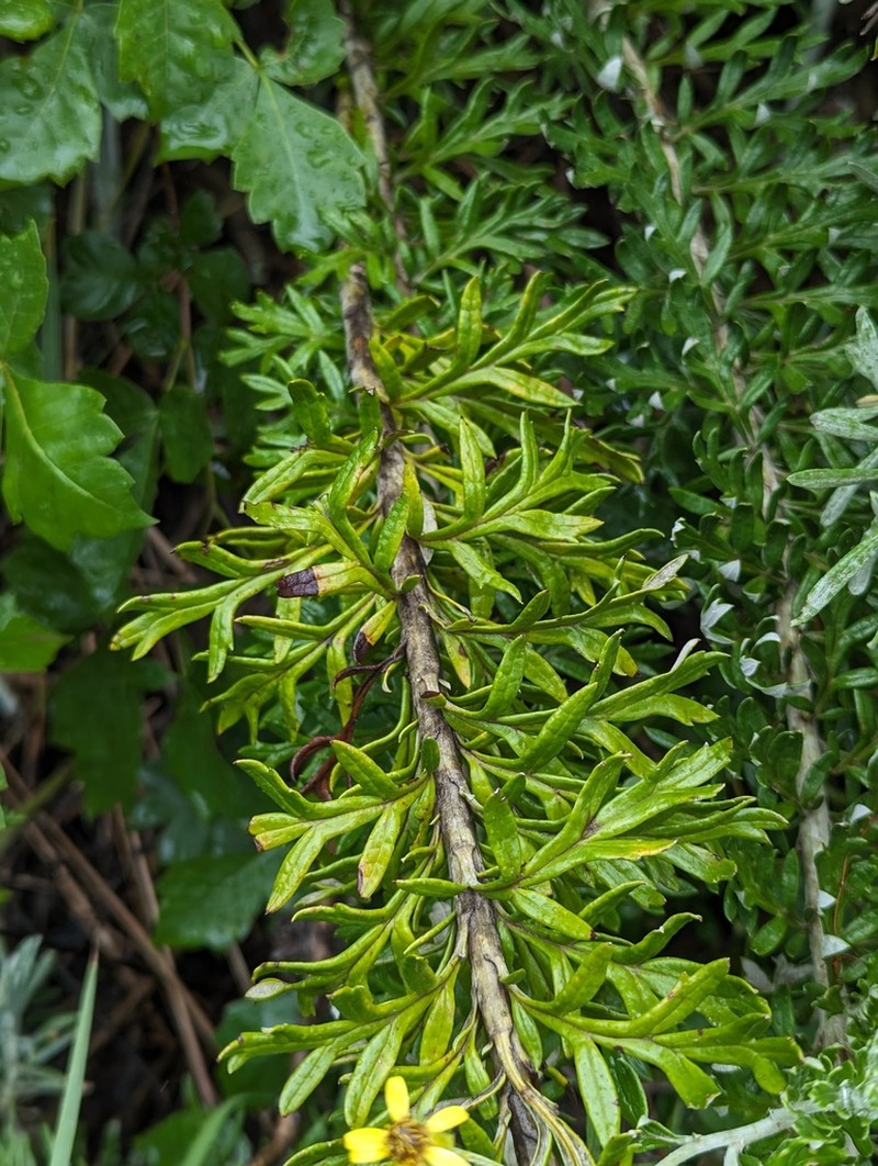 Senecio haygarthii photo 8