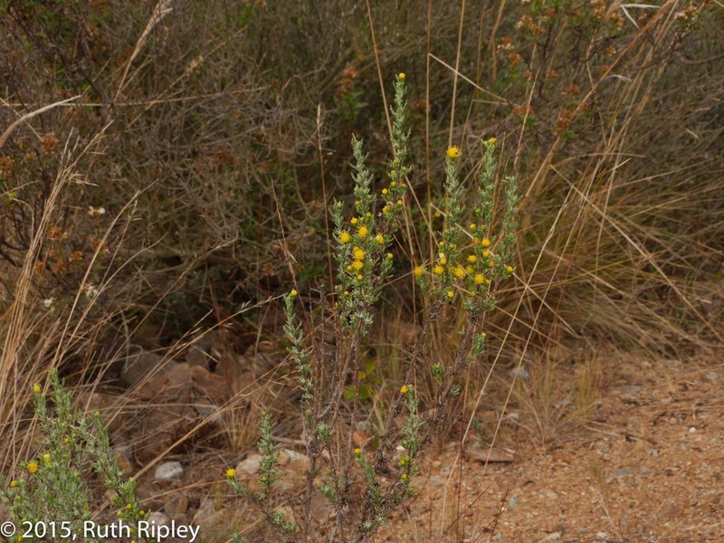Senecio hebetatus