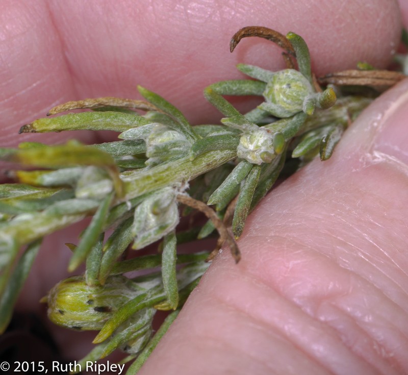 Senecio hebetatus photo 3