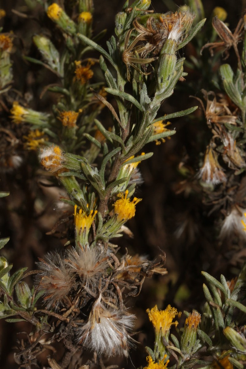 Senecio hebetatus photo 4