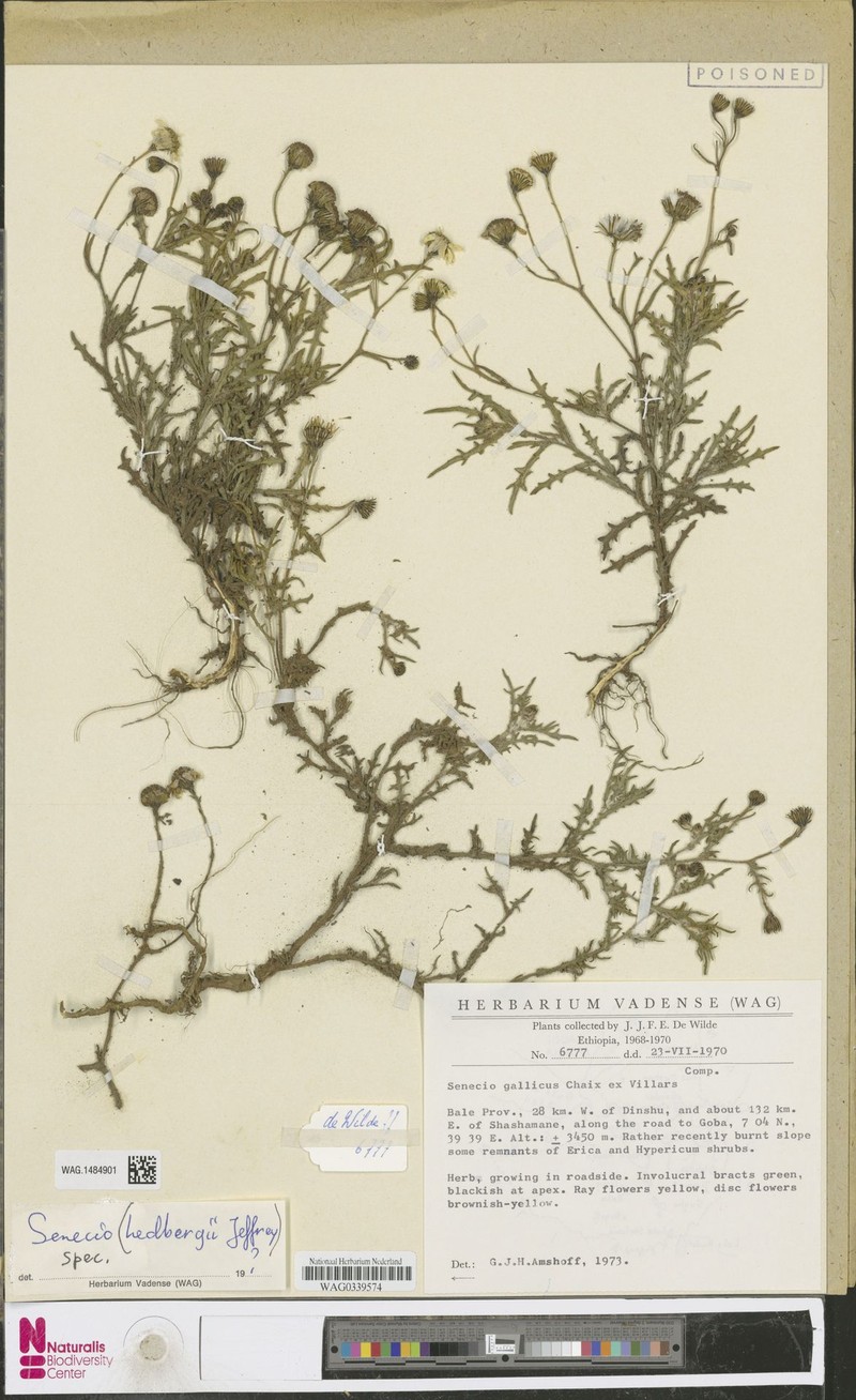 Senecio hedbergii