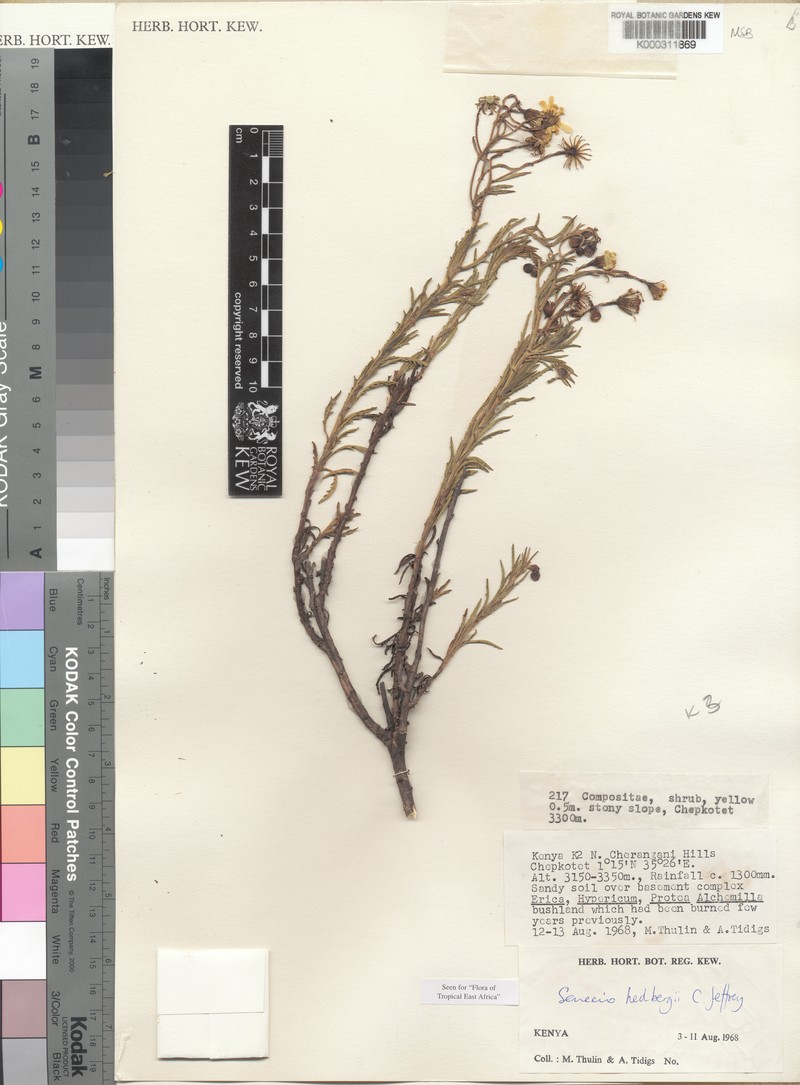 Senecio hedbergii photo 2