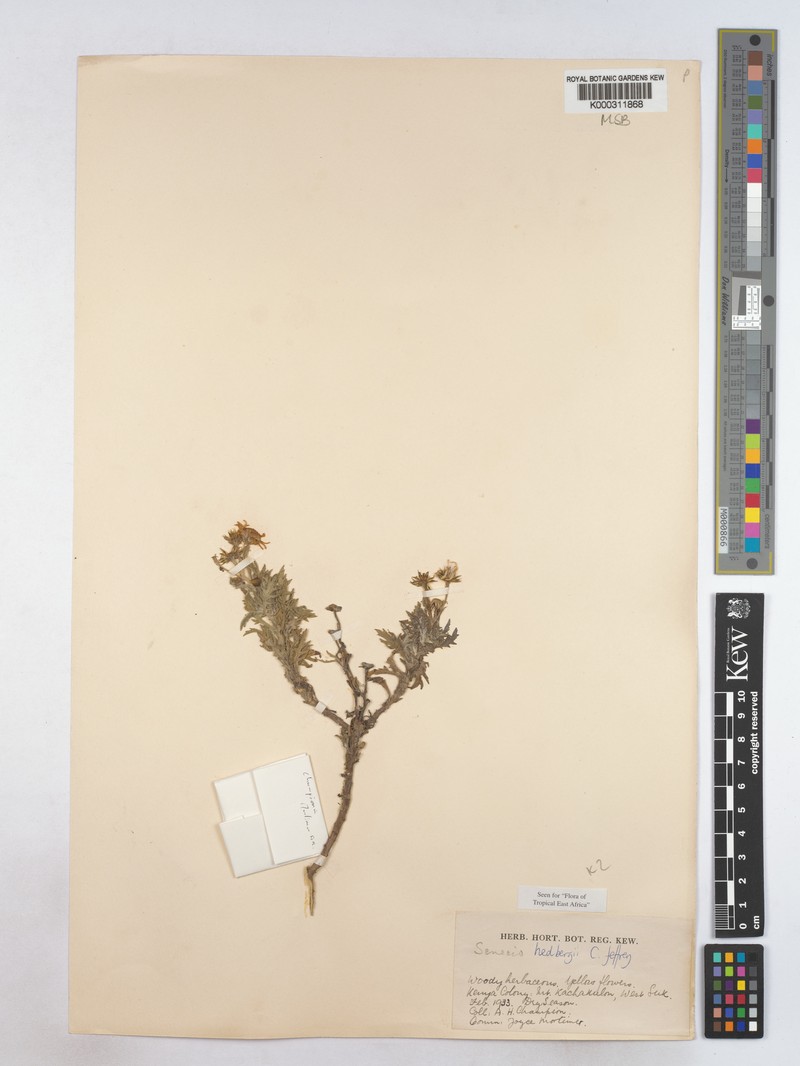 Senecio hedbergii photo 3