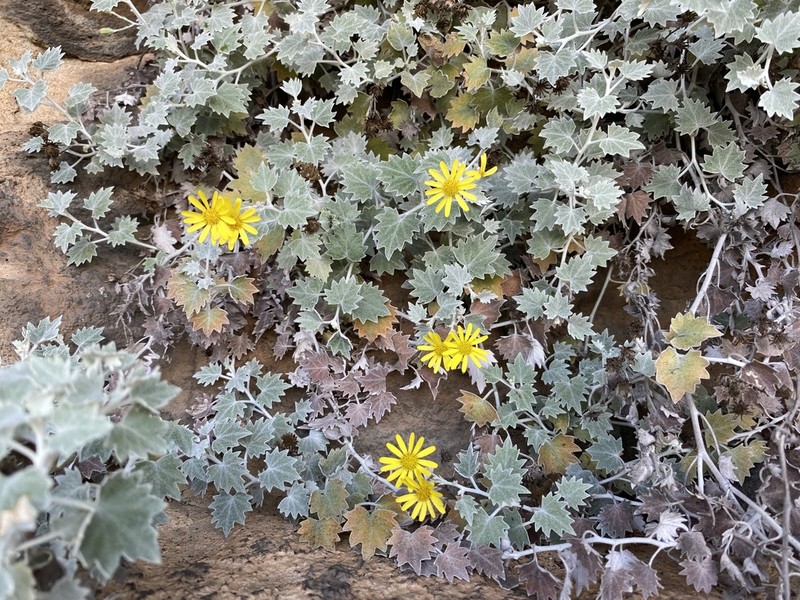 Senecio hederiformis photo 2