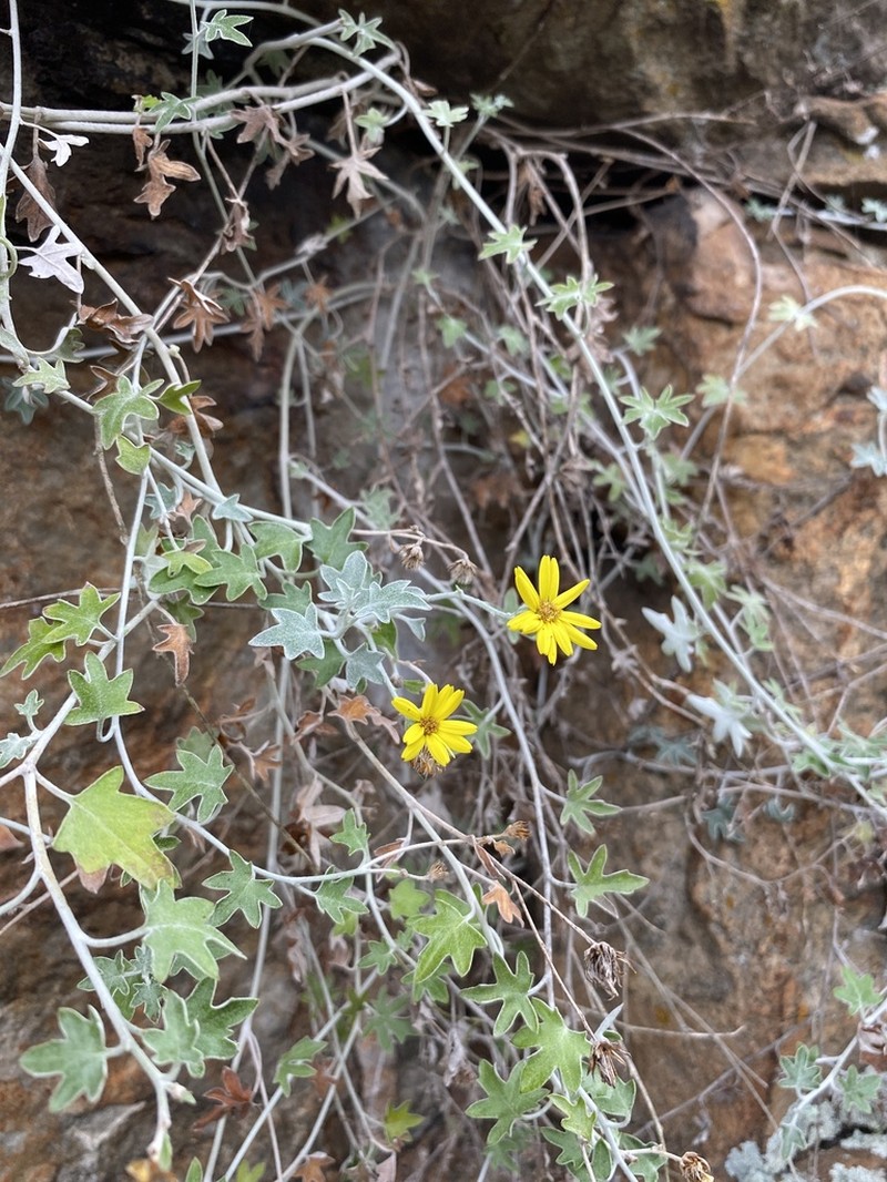 Senecio hederiformis photo 3