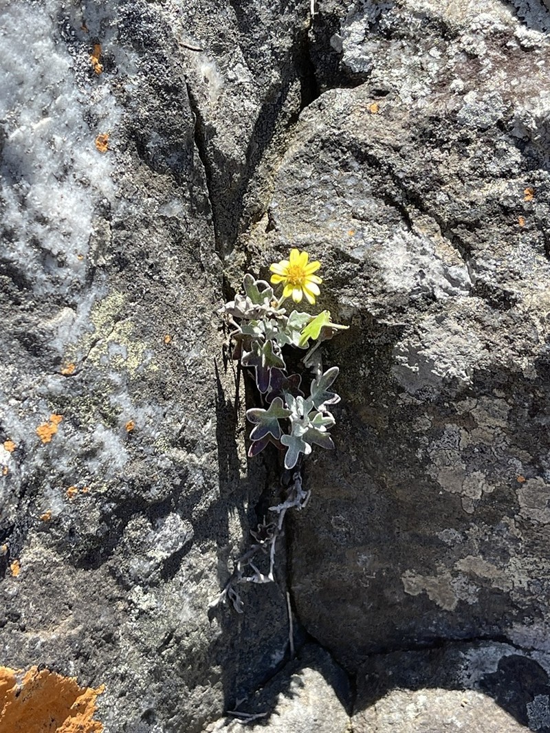 Senecio hederiformis photo 4