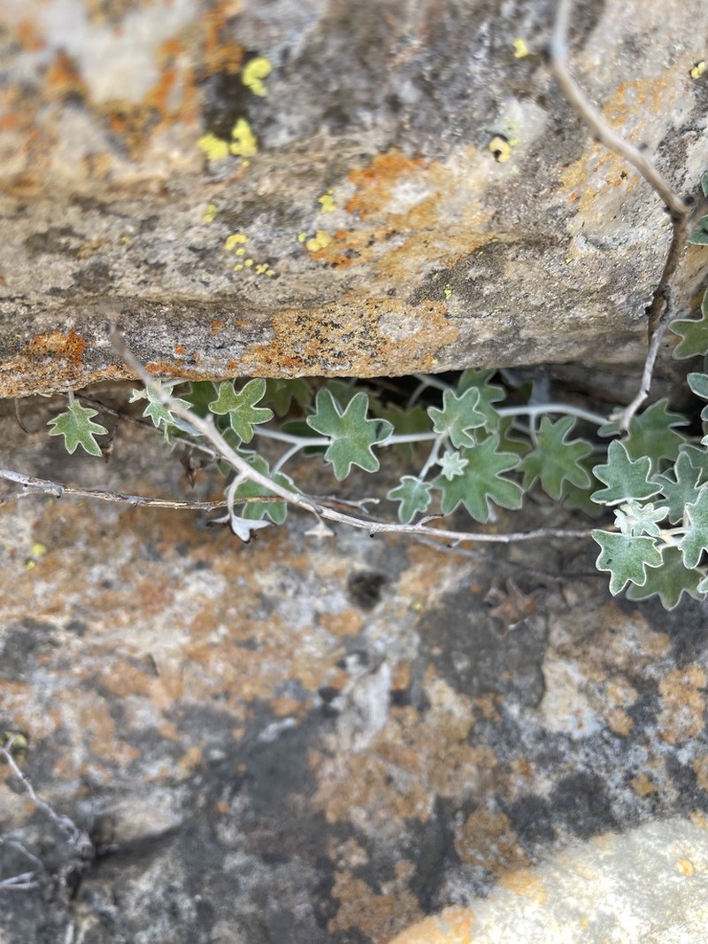 Senecio hederiformis photo 5