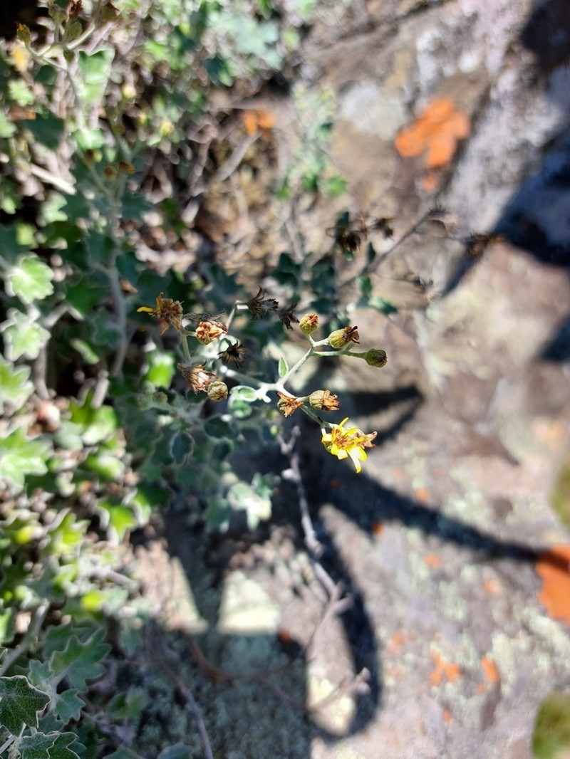Senecio hederiformis photo 6