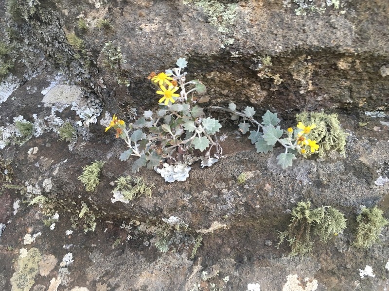 Senecio hederiformis photo 7