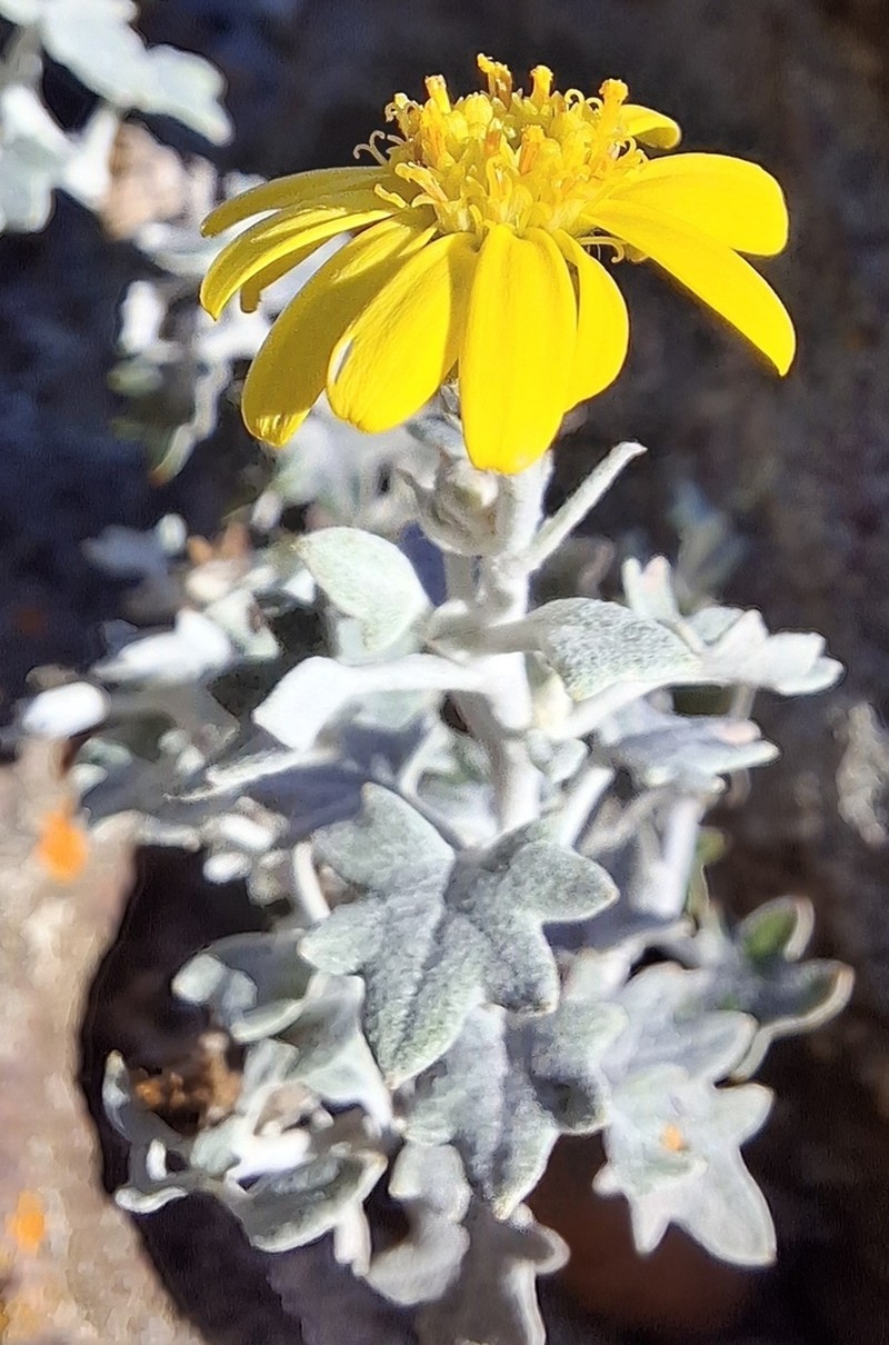 Senecio hederiformis photo 8