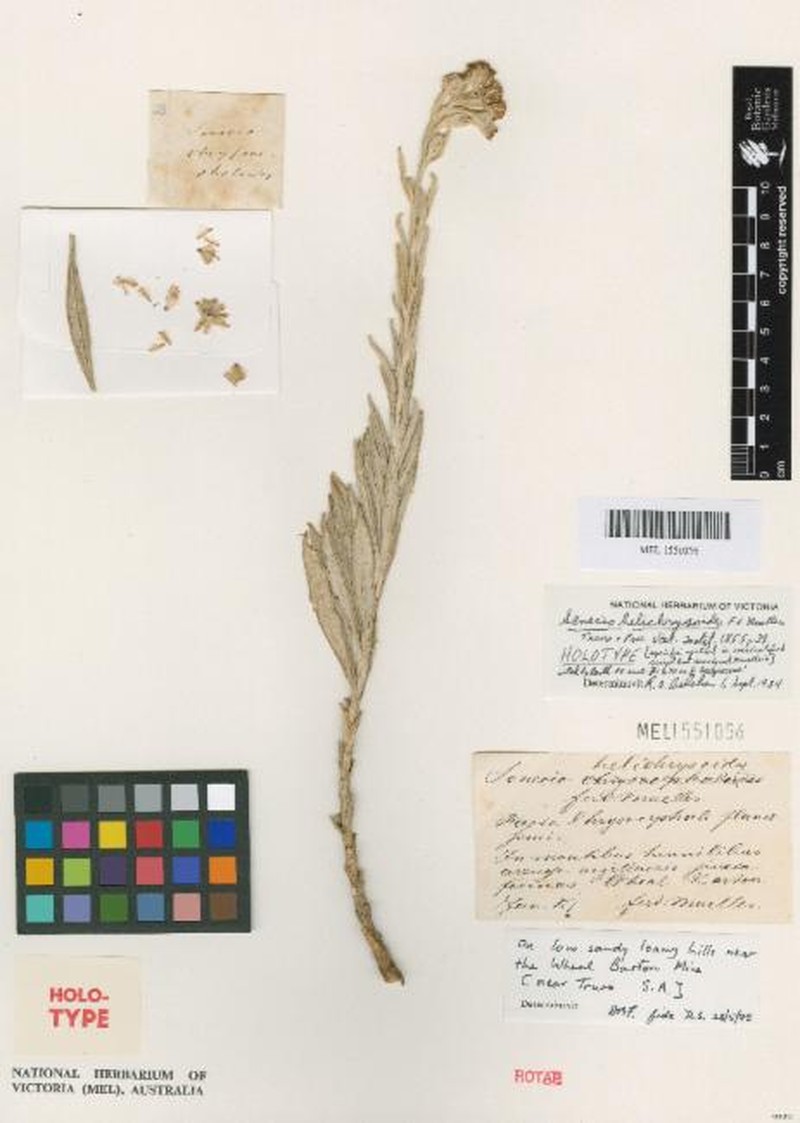 Senecio helichrysoides