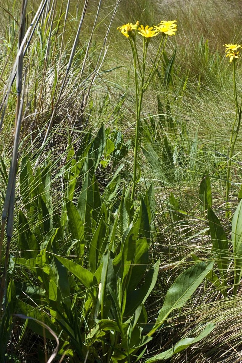 Senecio heliopsis