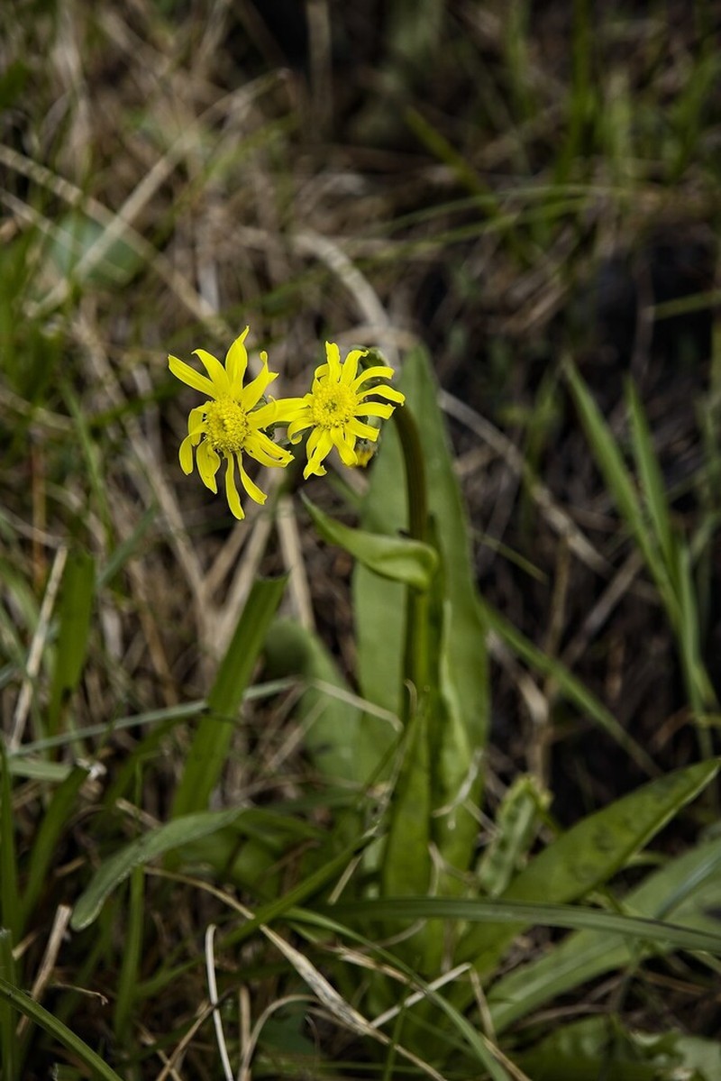 Senecio heliopsis photo 3