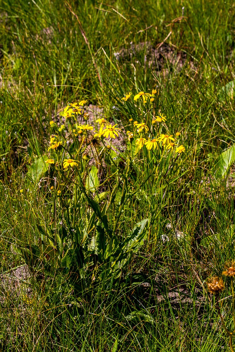 Senecio heliopsis photo 6