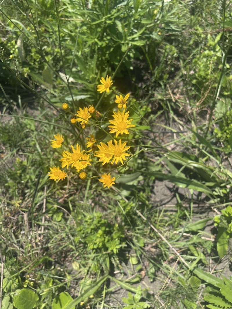 Senecio heliopsis photo 7