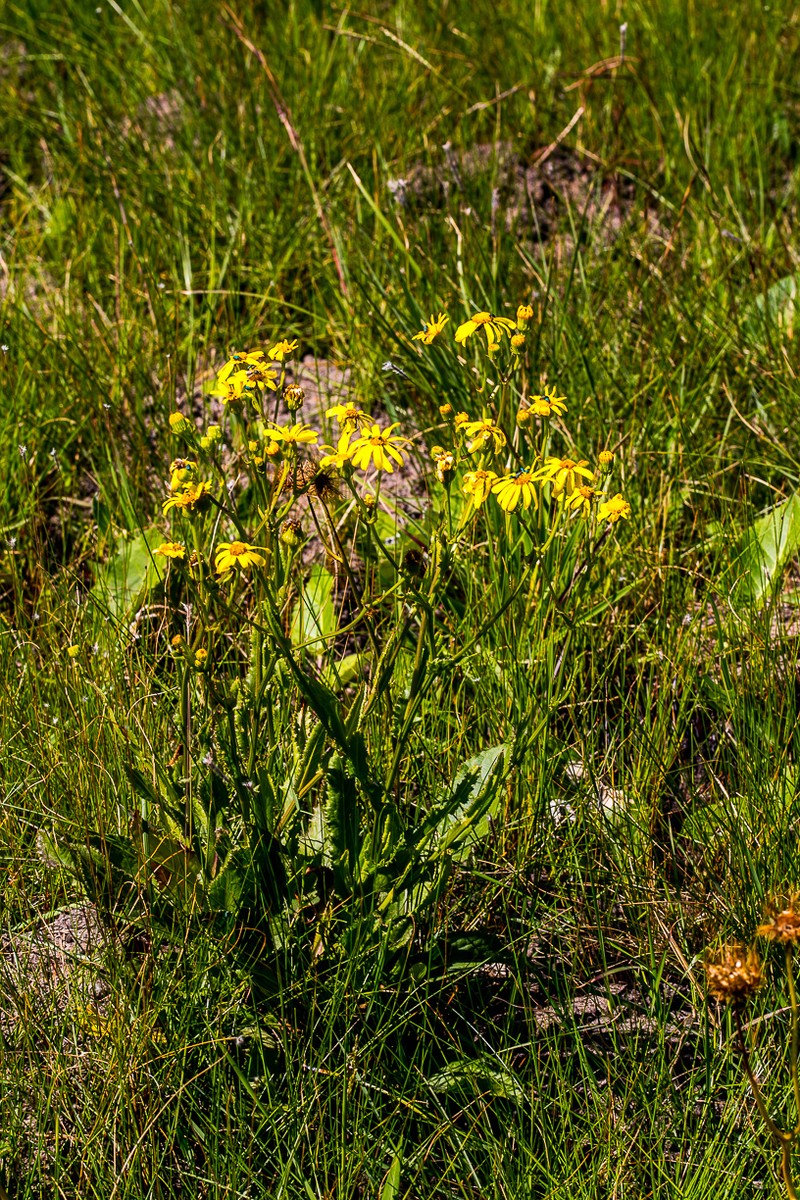 Senecio heliopsis photo 8