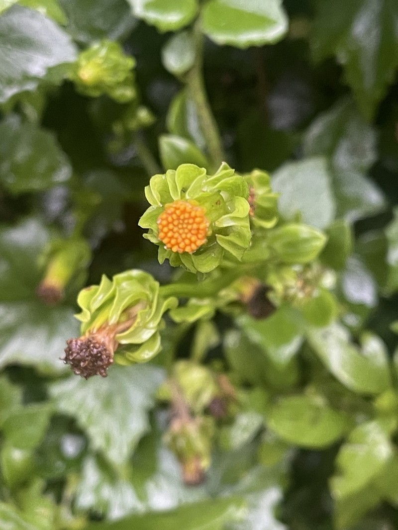 Senecio helminthioides
