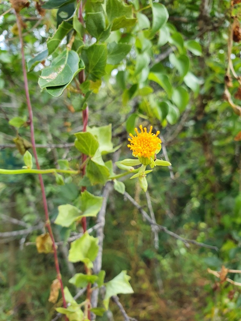 Senecio helminthioides photo 2
