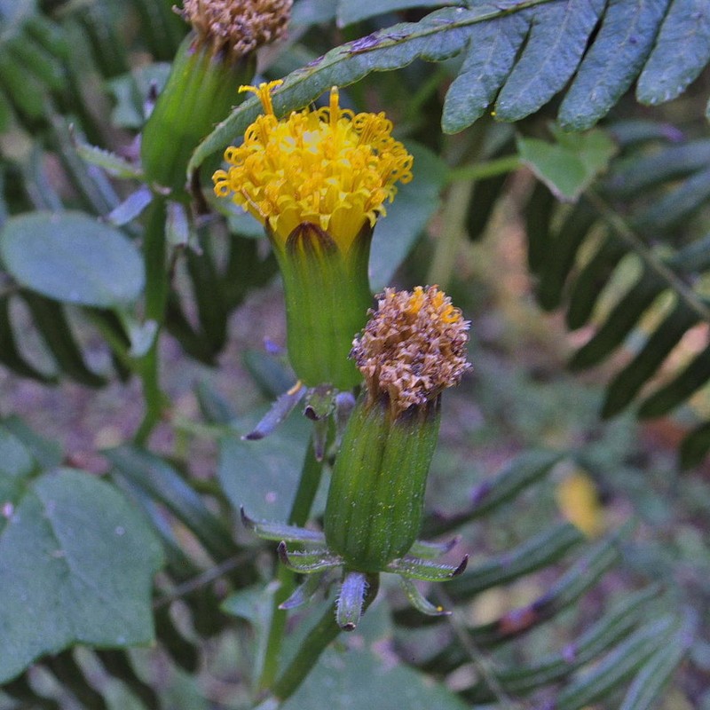 Senecio helminthioides photo 3