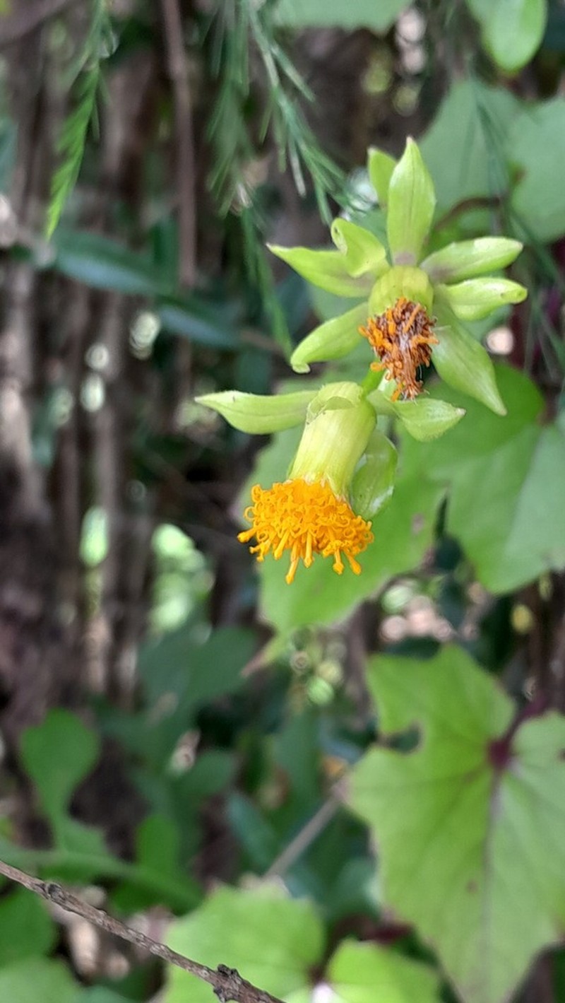 Senecio helminthioides photo 4