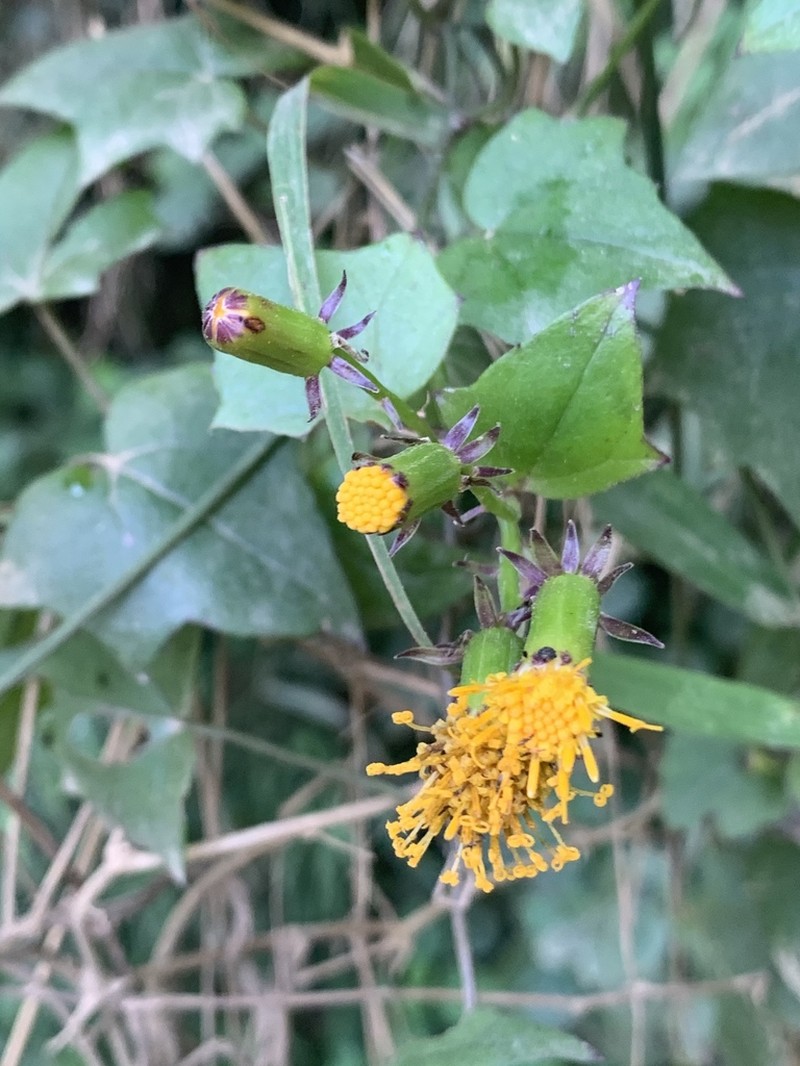 Senecio helminthioides photo 5