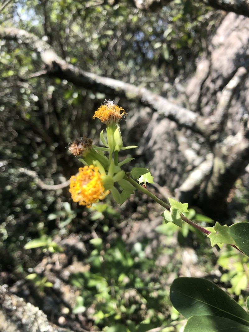 Senecio helminthioides photo 6