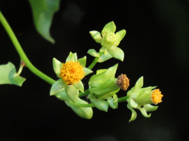 Senecio helminthioides photo 7
