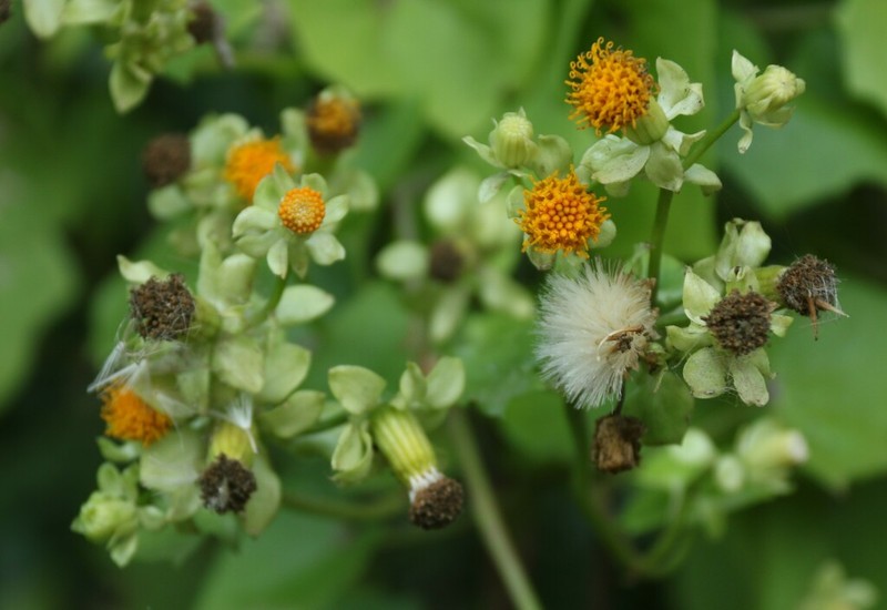 Senecio helminthioides photo 8