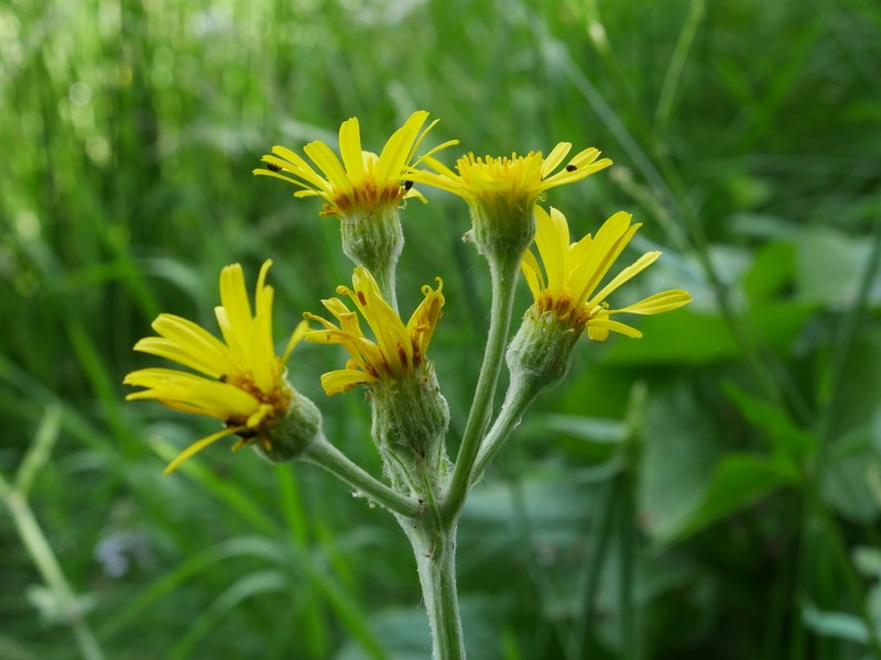 Senecio helodes