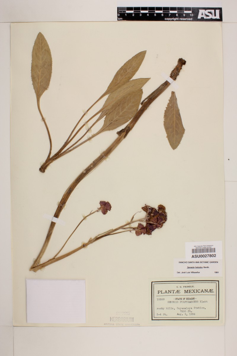 Senecio helodes photo 2