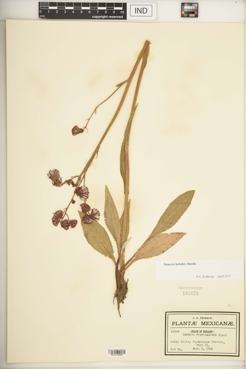 Senecio helodes photo 3