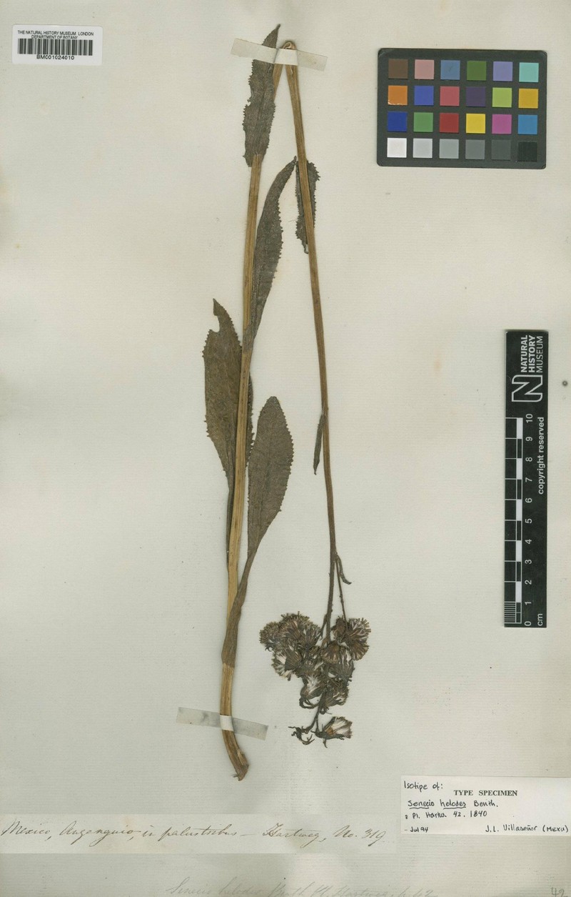 Senecio helodes photo 4