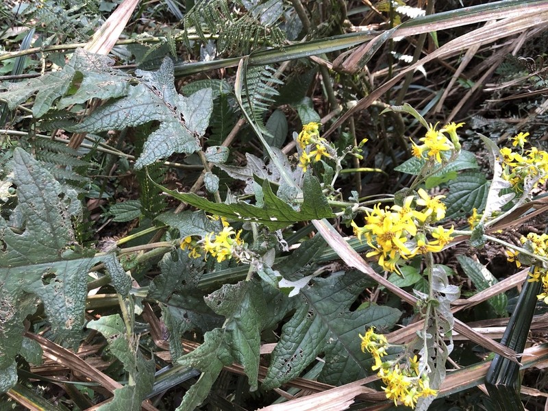 Senecio hemmendorffii