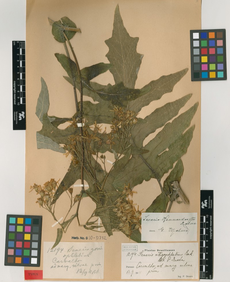 Senecio hemmendorffii photo 3