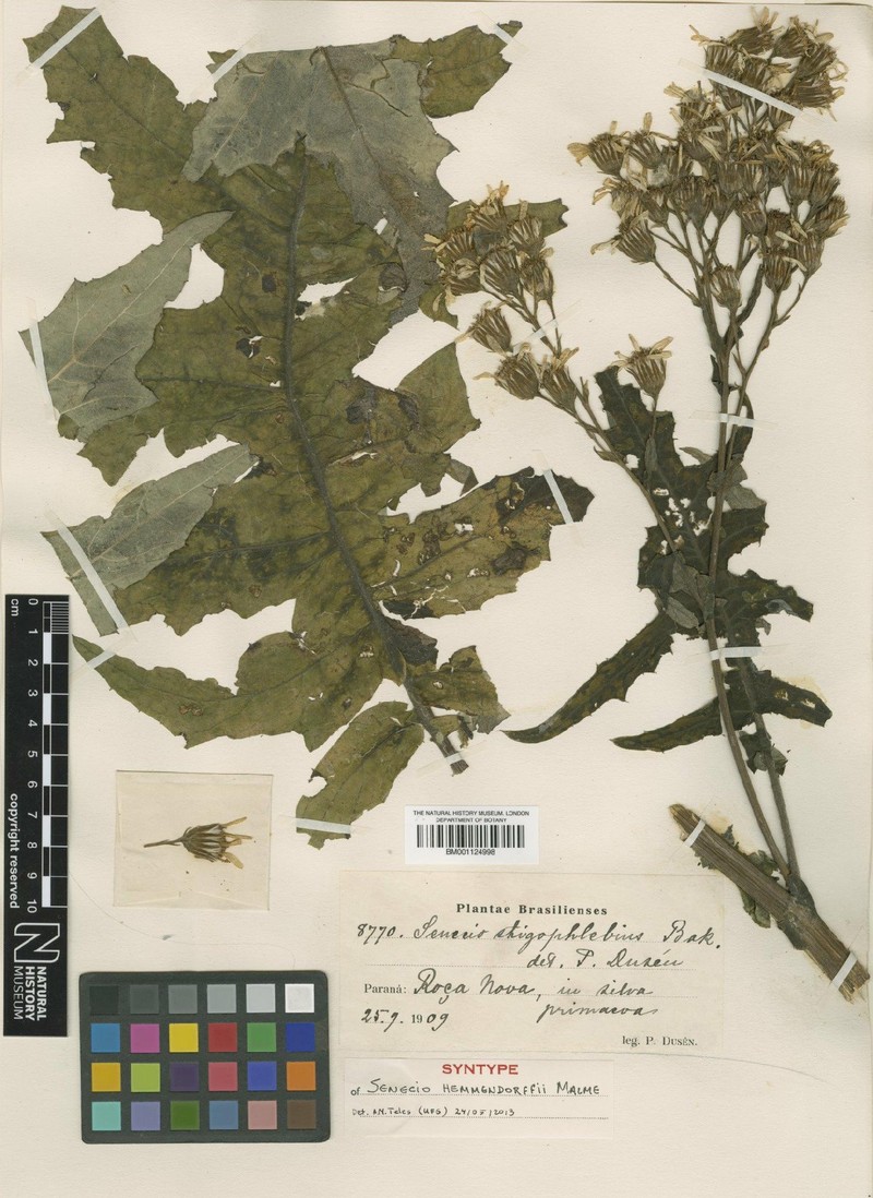 Senecio hemmendorffii photo 4