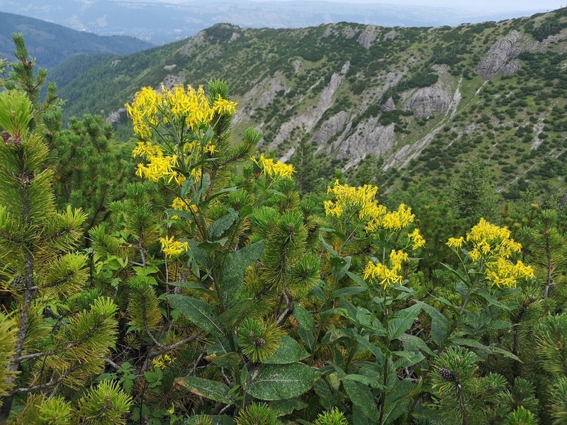 Senecio hercynicus