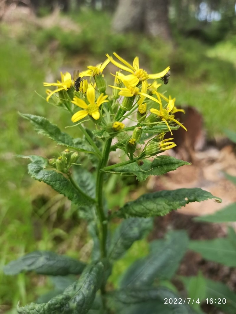 Senecio hercynicus photo 2