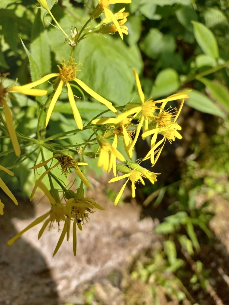 Senecio hercynicus photo 3