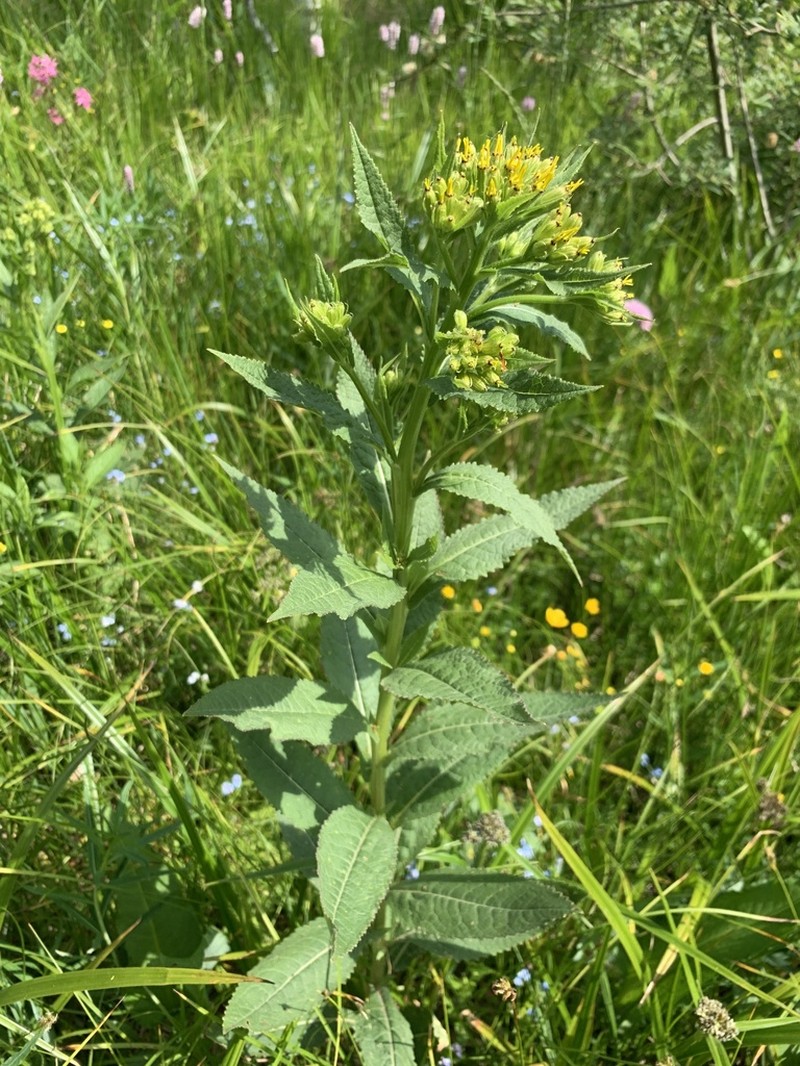 Senecio hercynicus photo 5