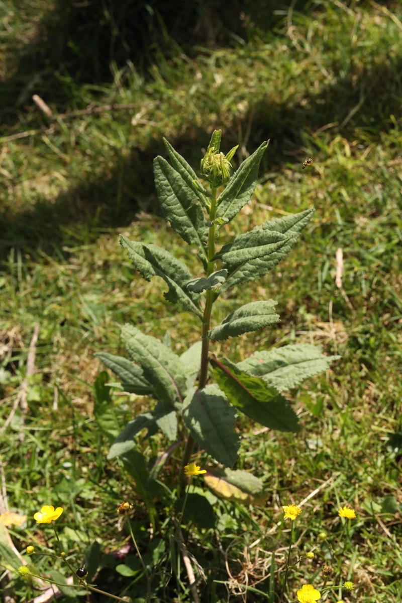 Senecio hercynicus photo 7