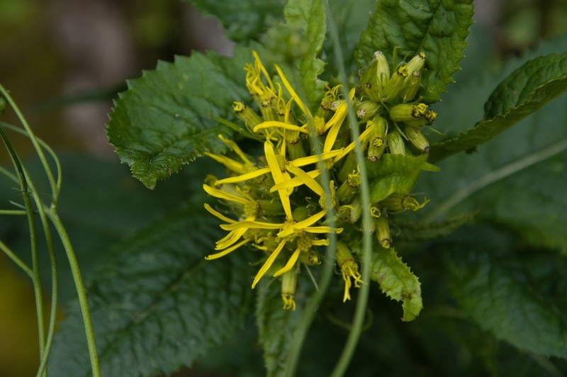 Senecio hercynicus photo 8