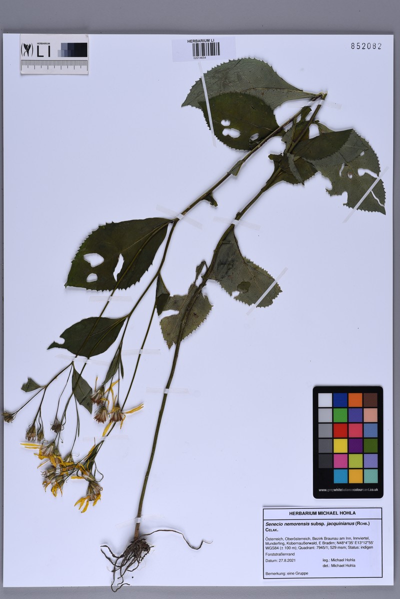Senecio hercynicus subsp. hercynicus