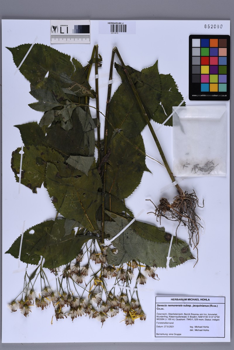 Senecio hercynicus subsp. hercynicus photo 2