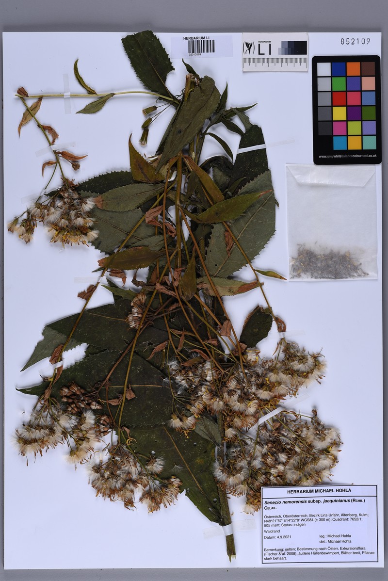 Senecio hercynicus subsp. hercynicus photo 3