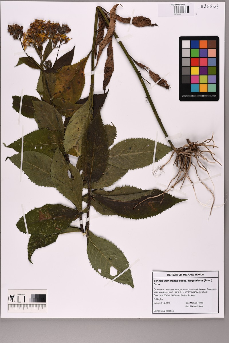 Senecio hercynicus subsp. hercynicus photo 4